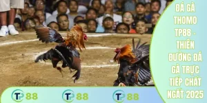 Đá gà thomo